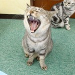 cats-yawn