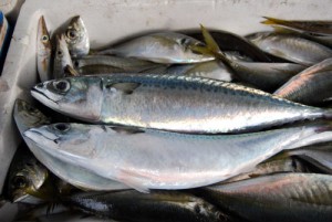 mackerel saba
